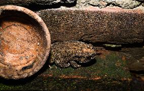 Asian Toad (Duttaphrynus Melanostictus) - Animal India