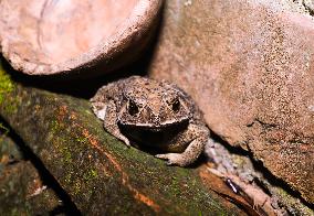 Asian Toad (Duttaphrynus Melanostictus) - Animal India