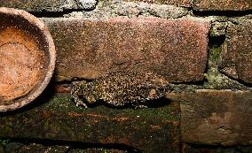 Asian Toad (Duttaphrynus Melanostictus) - Animal India