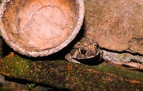 Asian Toad (Duttaphrynus Melanostictus) - Animal India