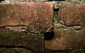 Asian Toad (Duttaphrynus Melanostictus) - Animal India