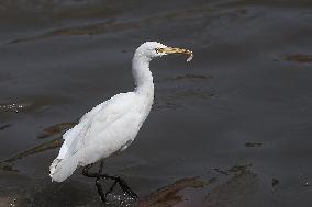 Egrets In Nepal Prey On Sewage Flowing River