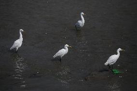 Egrets In Nepal Prey On Sewage Flowing River