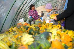 Warsaw Pumpkin Festival