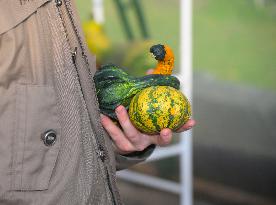 Warsaw Pumpkin Festival