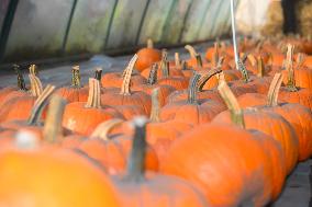 Warsaw Pumpkin Festival