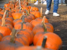 Warsaw Pumpkin Festival