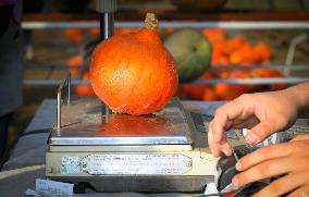 Warsaw Pumpkin Festival