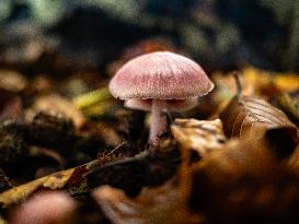 Mushroom Season In The Netherlands.