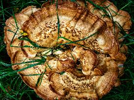 Mushroom Season In The Netherlands.