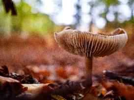 Mushroom Season In The Netherlands.