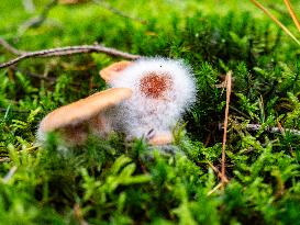 Mushroom Season In The Netherlands.