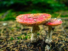 Mushroom Season In The Netherlands.