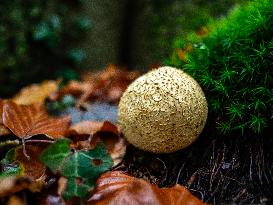 Mushroom Season In The Netherlands.