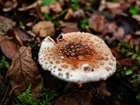 Mushroom Season In The Netherlands.