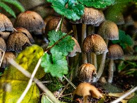 Mushroom Season In The Netherlands.