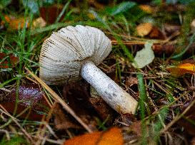 Mushroom Season In The Netherlands.