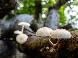 Mushroom Season In The Netherlands.