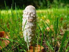 Mushroom Season In The Netherlands.