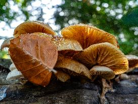 Mushroom Season In The Netherlands.