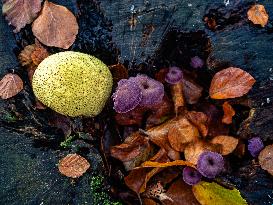 Mushroom Season In The Netherlands.