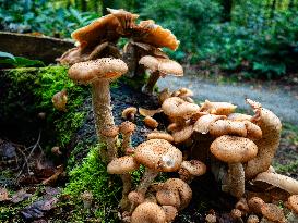 Mushroom Season In The Netherlands.