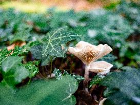 Mushroom Season In The Netherlands.