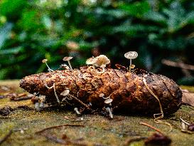 Mushroom Season In The Netherlands.