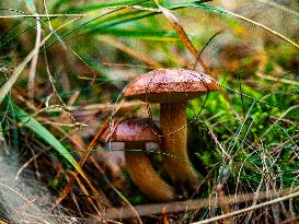 Mushroom Season In The Netherlands.