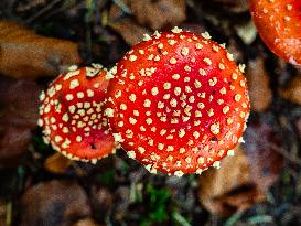 Mushroom Season In The Netherlands.