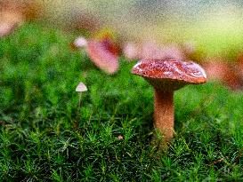 Mushroom Season In The Netherlands.