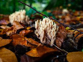 Mushroom Season In The Netherlands.