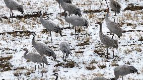 Heavy Snow Hit Tianshan Mountain in Hami