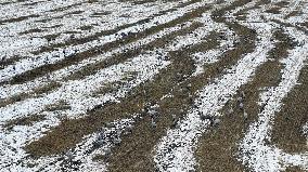 Heavy Snow Hit Tianshan Mountain in Hami