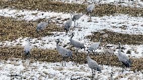 Heavy Snow Hit Tianshan Mountain in Hami