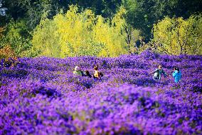 Beijing Builds Garden City