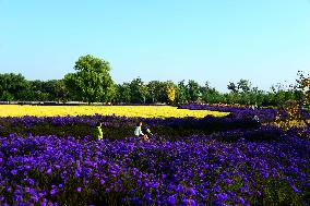 Beijing Builds Garden City