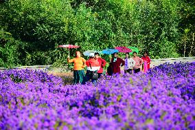 Beijing Builds Garden City