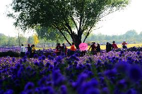 Beijing Builds Garden City