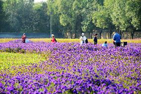 Beijing Builds Garden City