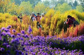 Beijing Builds Garden City