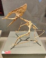 Pterosaur