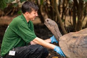 Giant Tortoise Weight Training - London