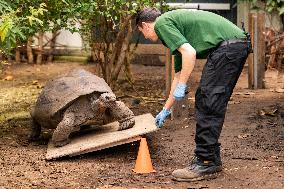 Giant Tortoise Weight Training - London