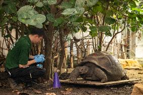 Giant Tortoise Weight Training - London