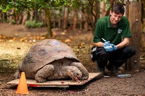 Giant Tortoise Weight Training - London