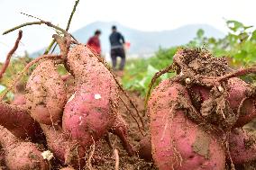 Wintering Crops