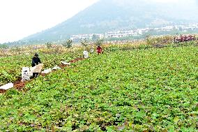 Wintering Crops