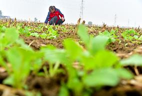 Wintering Crops