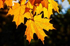 Colourful Leaves During The Autumn Season